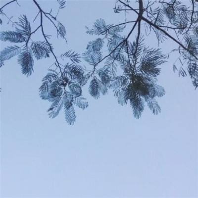 泡泡龙萌猫版游戏下载